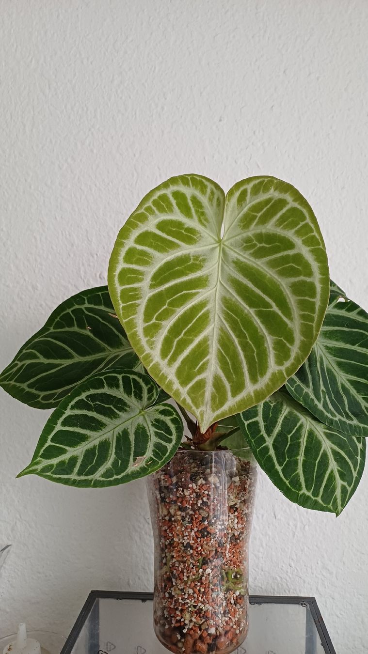 Pflanzen & Samen: Anthurium Silver bush – Gebraucht aus Bern von uwi_8t7x 1