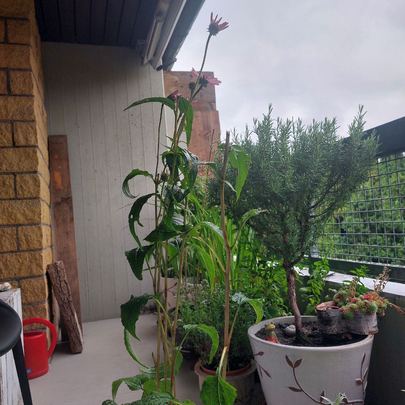 Pflanzen & Samen: Echinacea, pink, 2. Blüten  – Gebraucht aus Freienbach von Stuagert 2