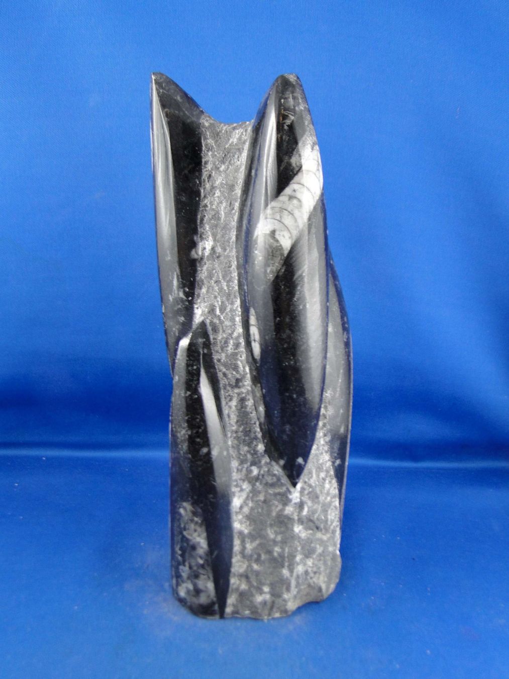 Fossili: Orthoceras Skulptur – Usato da Schinznach Bad venduto da Demerald 5