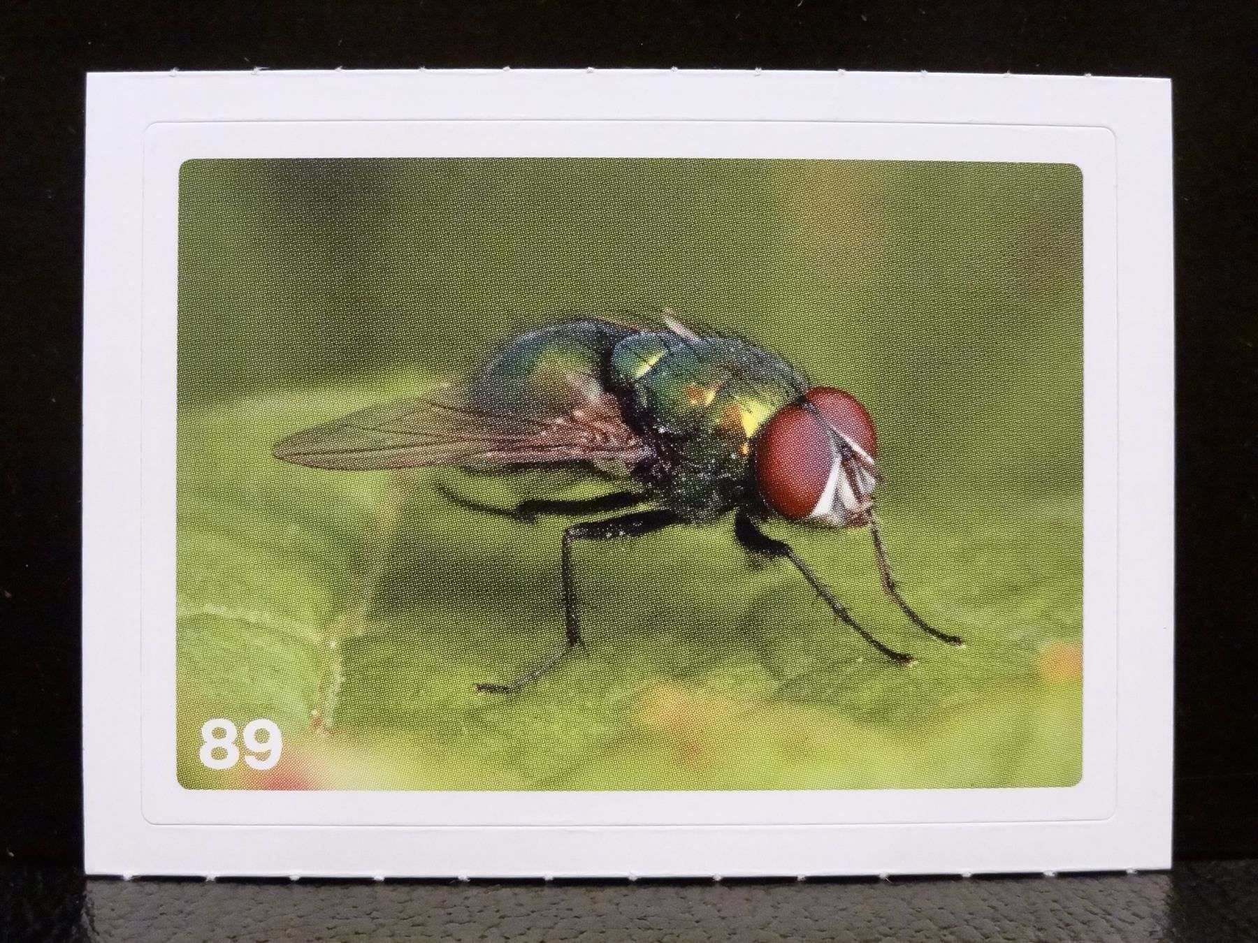 Migros Carte collezionabili: MIGROS MANIA Nature Detectives Nr. 89 – Usato da Kerzers venduto da zimmergruen