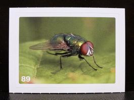 MIGROS MANIA Nature Detectives Nr. 89
