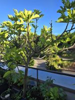 Feigenbaum