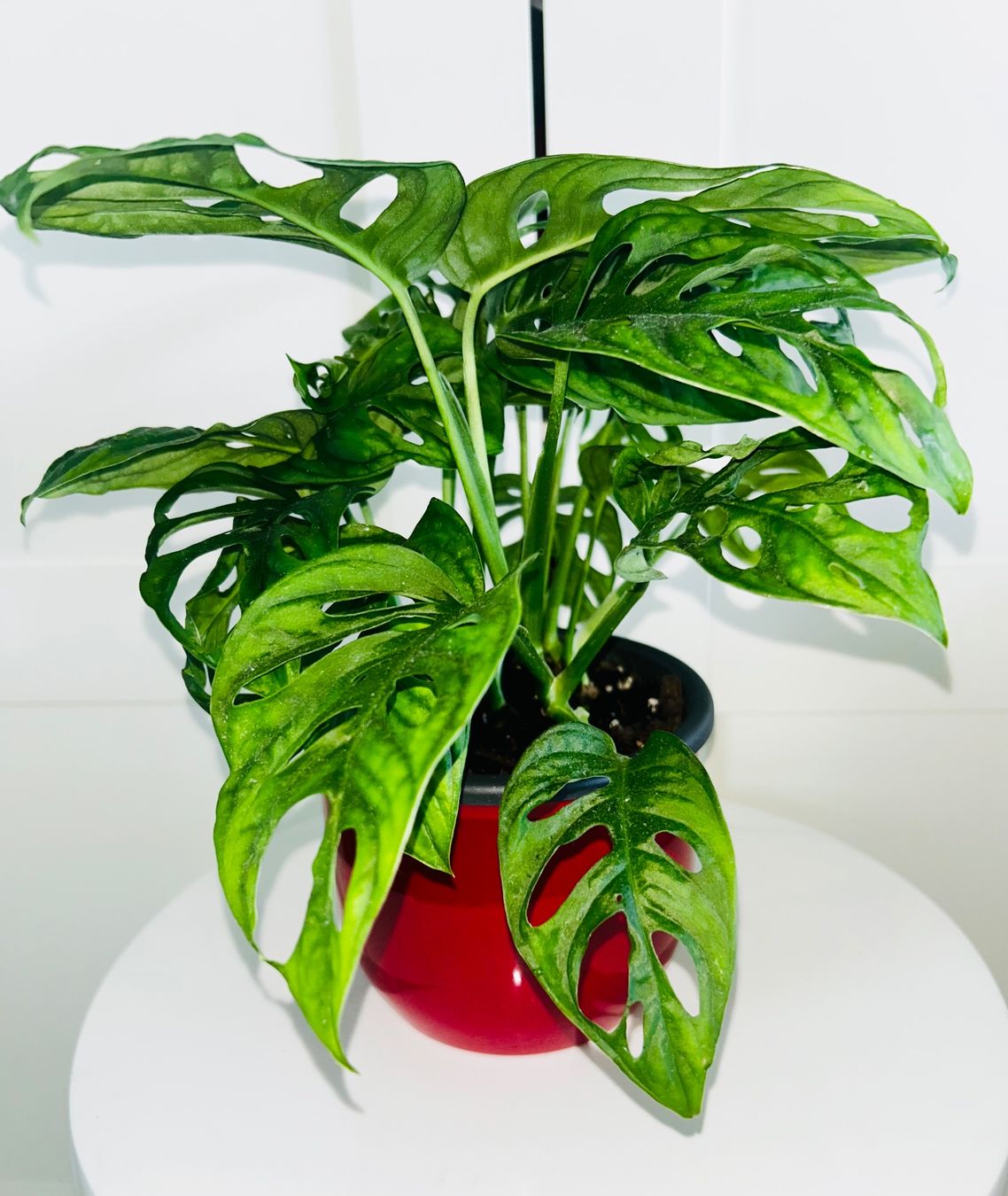 Plantes & graines: Monstera 'Monkey Leaf Monstera adansonii & ceramic cache pot – D'occasion à Kilchberg ZH par malibubeach 1