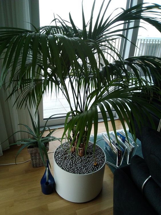 ZIMMERPFLANZE FächerPalme Kaufen auf Ricardo