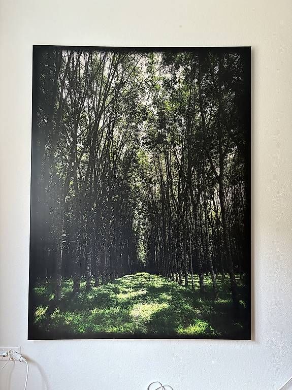 Poster & Bilder: Leinwand Kautschukallee Phuket – Gebraucht aus Kriens von janbreitenmoser