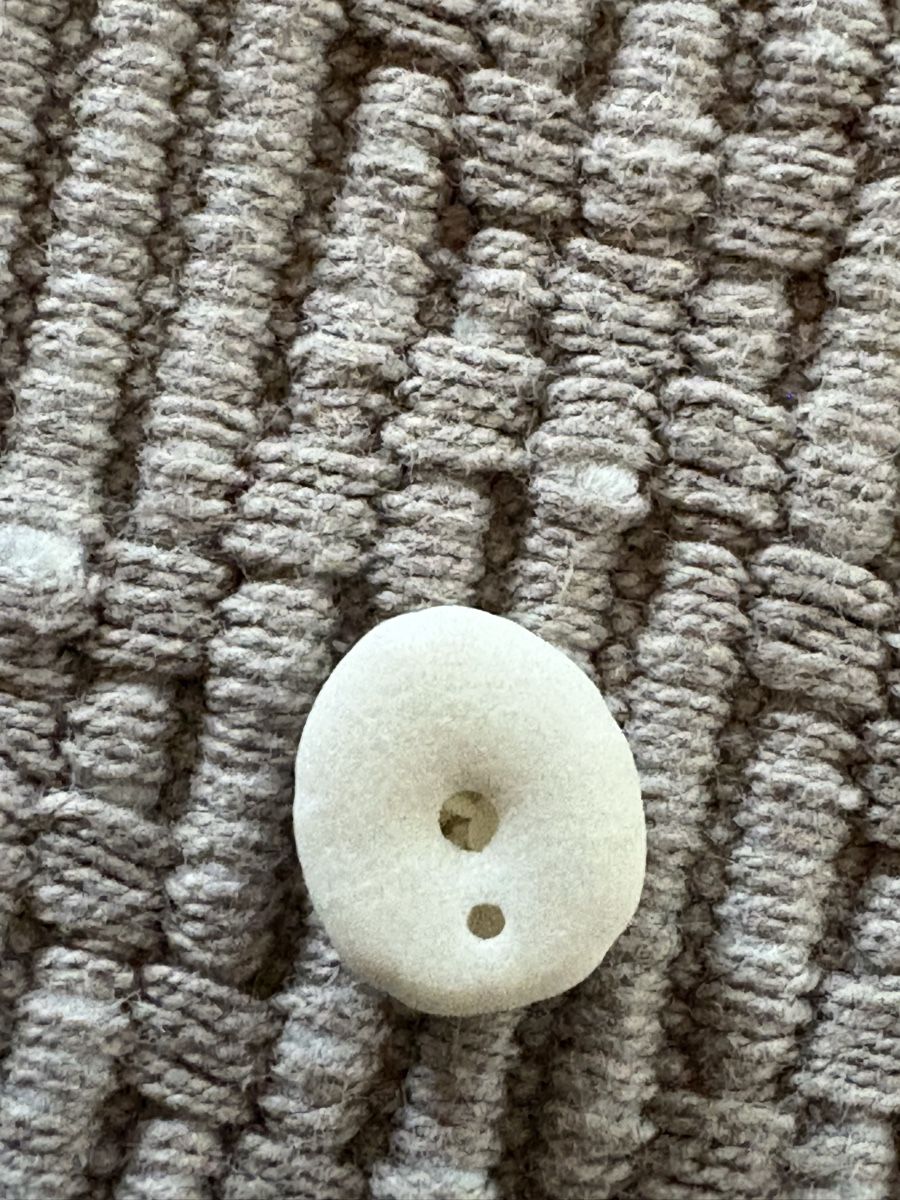 Tutte le decorazioni: 2 Sand Dollar Muscheln – Usato da Rümlang venduto da euqinom16 4