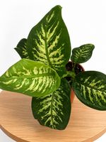 🌿 Dieffenbachia – ca. 50 cm hoch🤩