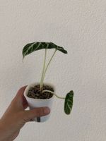 Alocasia Ninja im SB-Topf