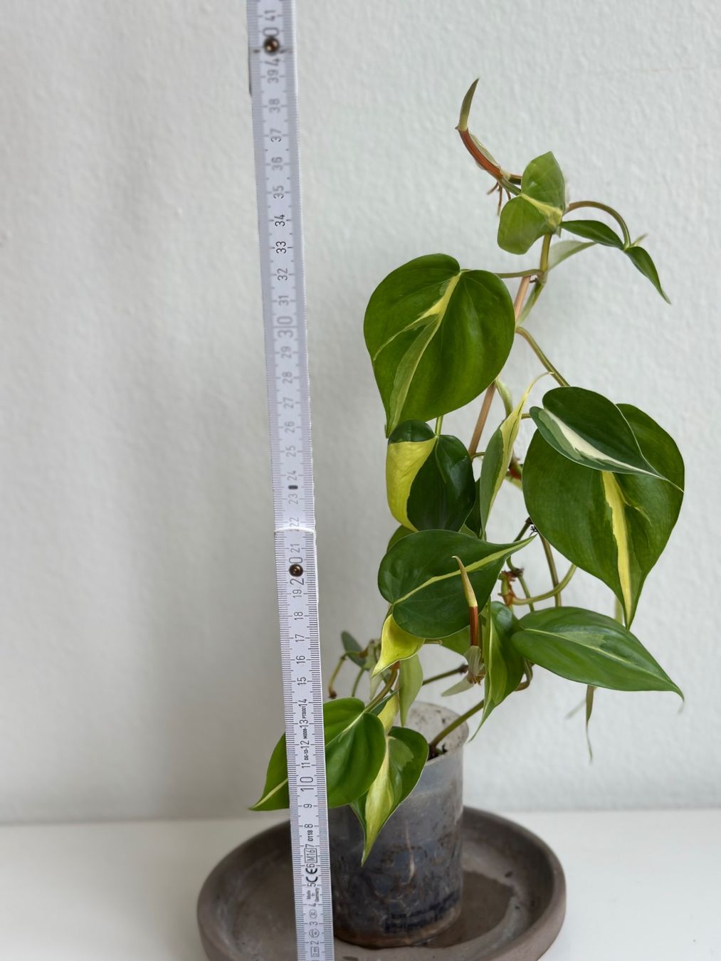 Piante & sementi: Philodendron Scandens (Brasil) – Usato da Zürich venduto da ong8 2