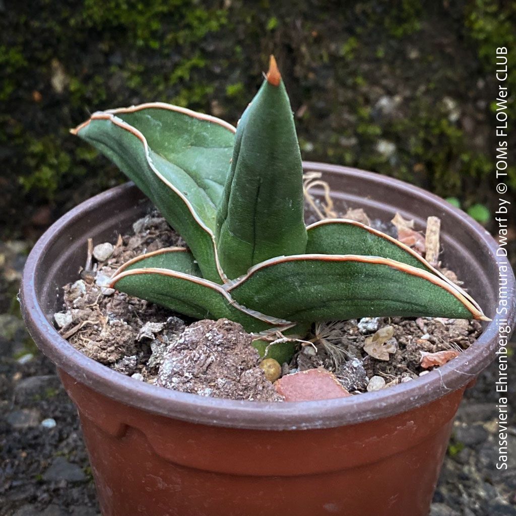 Piante & sementi: Sansevieria Ehrenbergii Samurai Dwarf - absolut robust – Nuovo e nell'imballaggio originale da Adliswil venduto da TAKEYOURPLANT 7