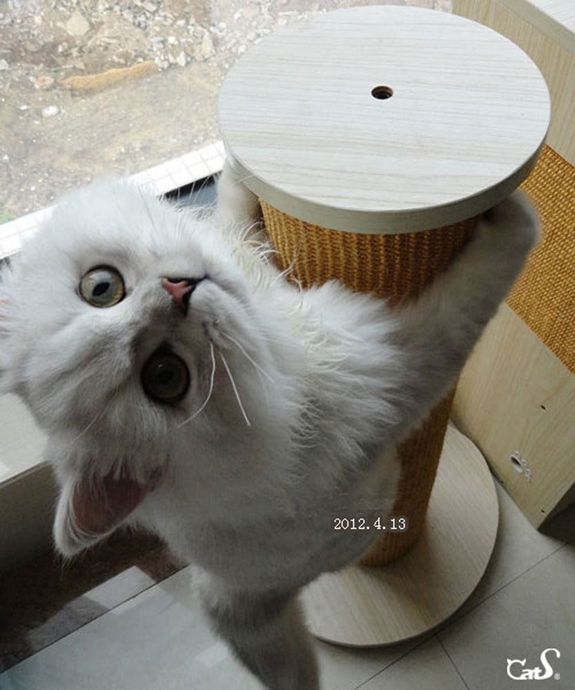 Katzenbaum - Kratzbaum: CatS Design Kratzbaum Kratzstamm G – Neu und originalverpackt aus Mönchengladbach von Zoopplier 7