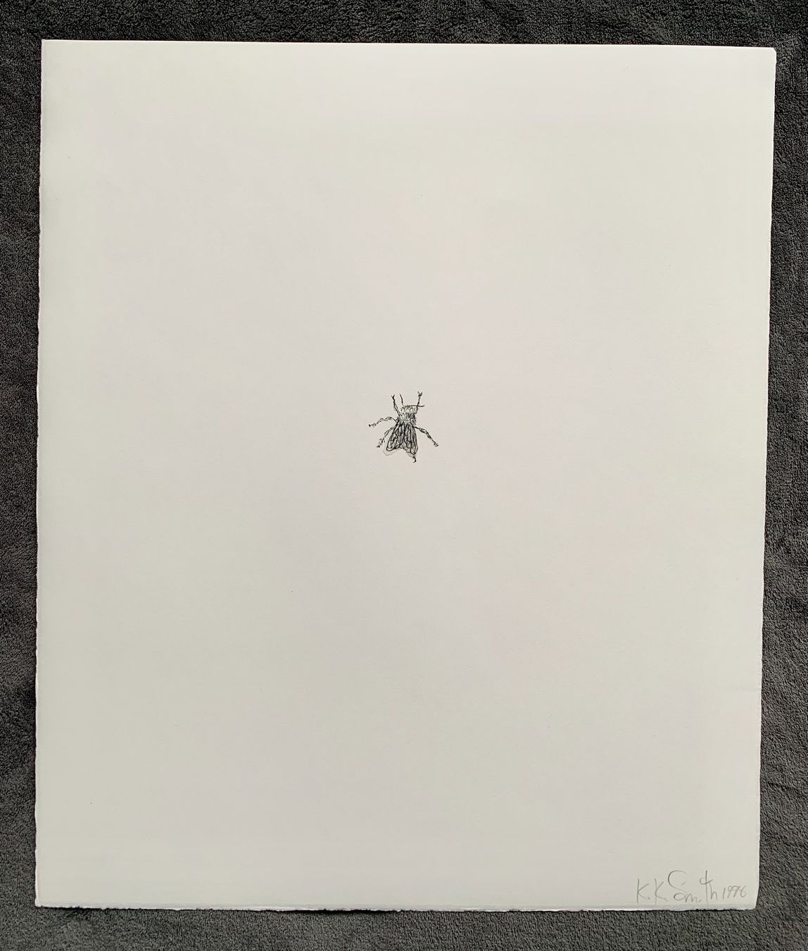 Grafica & Litografie: Kiki Smith – Lithographie Fly – Usato da Regensdorf venduto da JoergR 1