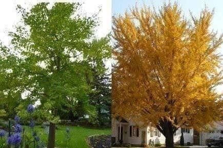 Piante & sementi: Ginkgo Biloba  20cm – Nuovo (secondo la descrizione) da Bremblens venduto da FIBONACCI369 3