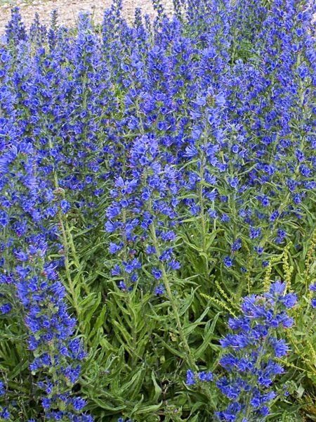Piante & sementi: Blauer Natternkopf - Echium vulgare - 200 Samen – Nuovo e nell'imballaggio originale da Sumiswald venduto da Cham14558 1
