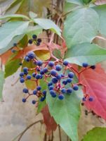KLETTERPFLANZE WILDER WEIN