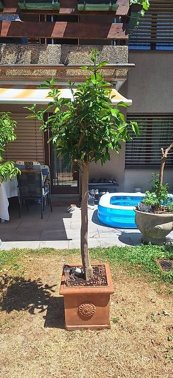 Piante & sementi: Orangenbaum – Usato da Madiswil venduto da Oleander2