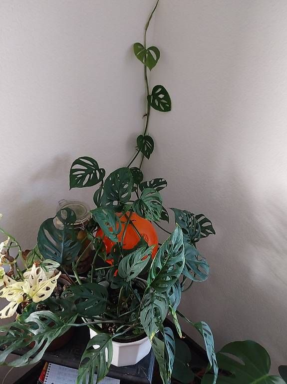 Piante & sementi: monstera adansonii laniata – Usato da Schwaderloch venduto da bademeister79
