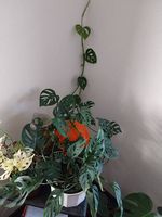monstera adansonii laniata