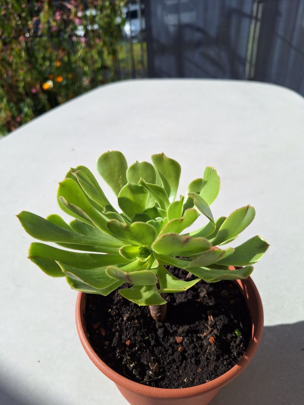 Piante & sementi: Sukkulente Aeonium arboreum – Usato da Luzern venduto da Heugaerten 2