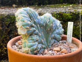Pilosocereus Leucocephalus Cristata - "alter MannKaktus"