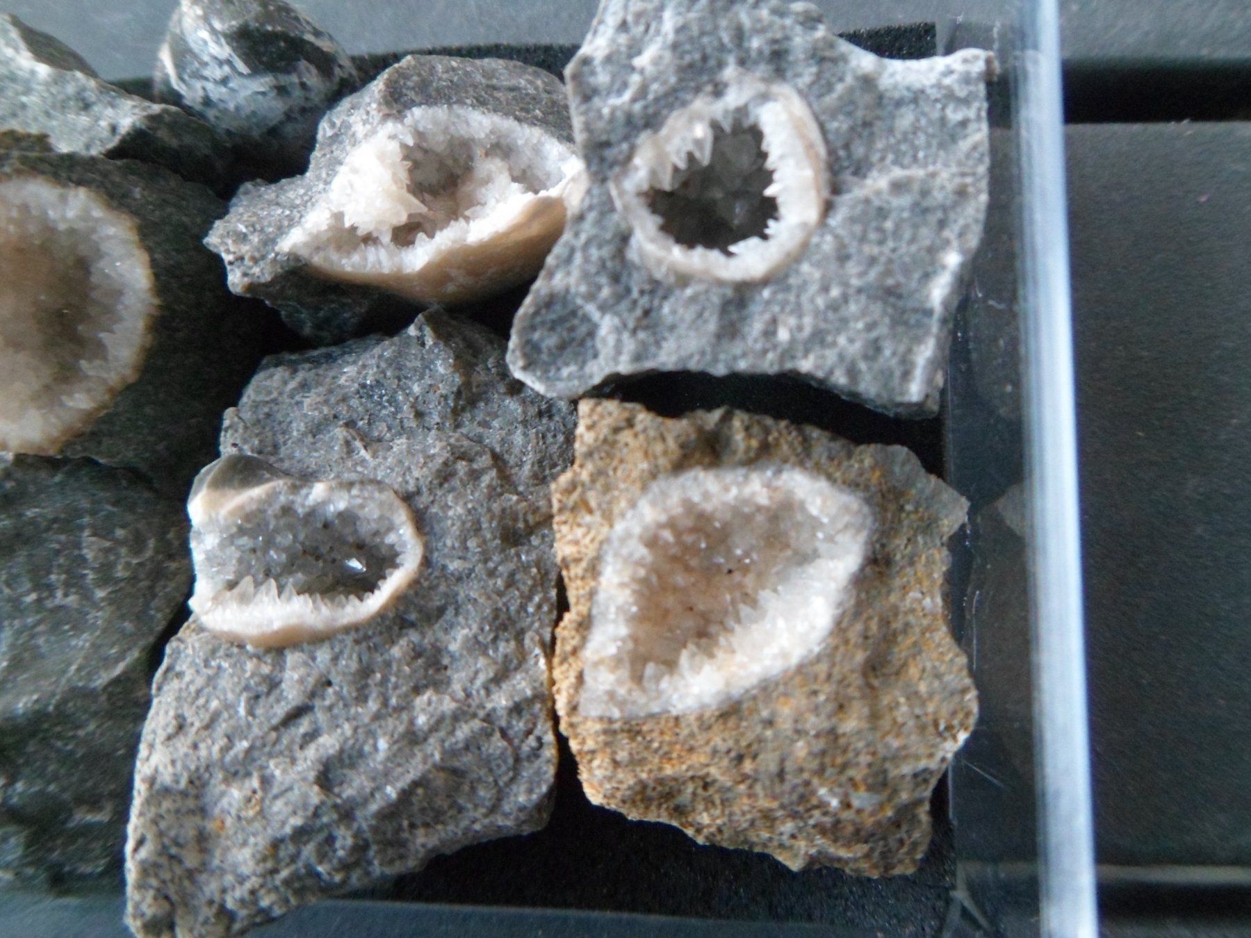 Fossilien: Fossil Schweiz – Gebraucht aus Affoltern am Albis von Fossil60 2