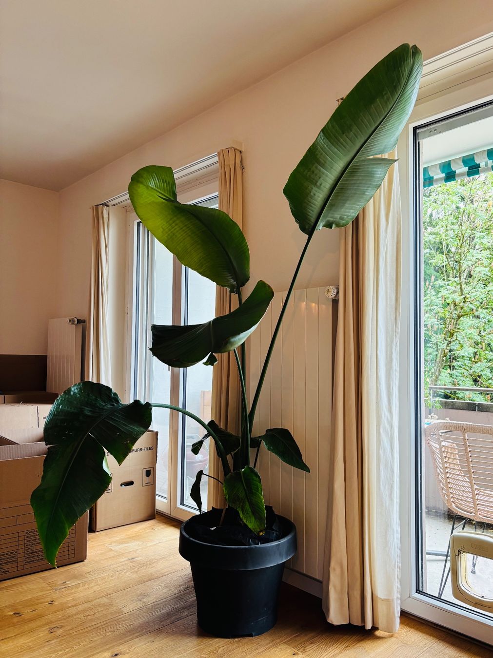 Pflanzen & Samen: Strelitzia Nicolai (letzte Chance!) – Gebraucht aus Zürich von keegstra