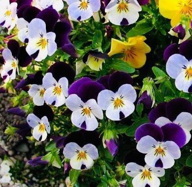 Piante & sementi: 50 SAMEN MIX FELD-STIEFMÜTTERCHEN WILD – Nuovo e nell'imballaggio originale da Rovio venduto da POSITIFFARTandPLANTS 6
