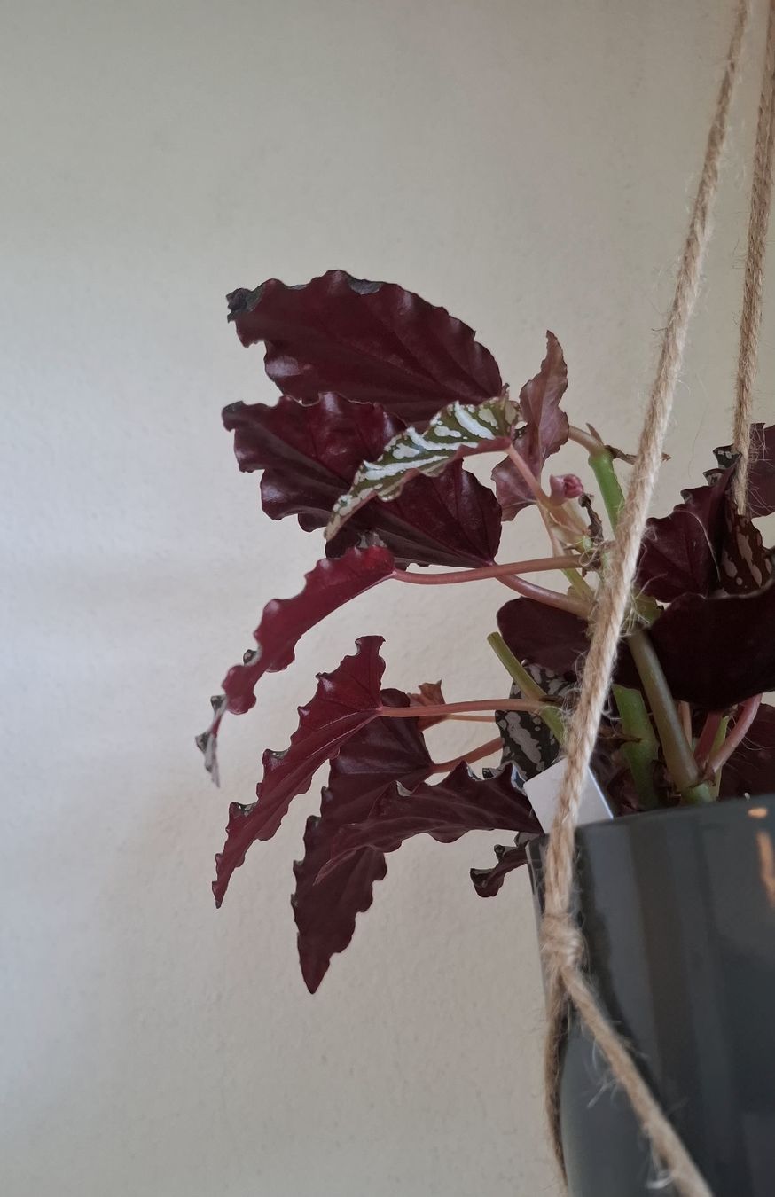 Piante & sementi: Begonia Cracklin' Rosie Steckling – Usato da Ballwil venduto da Mirjam789 4