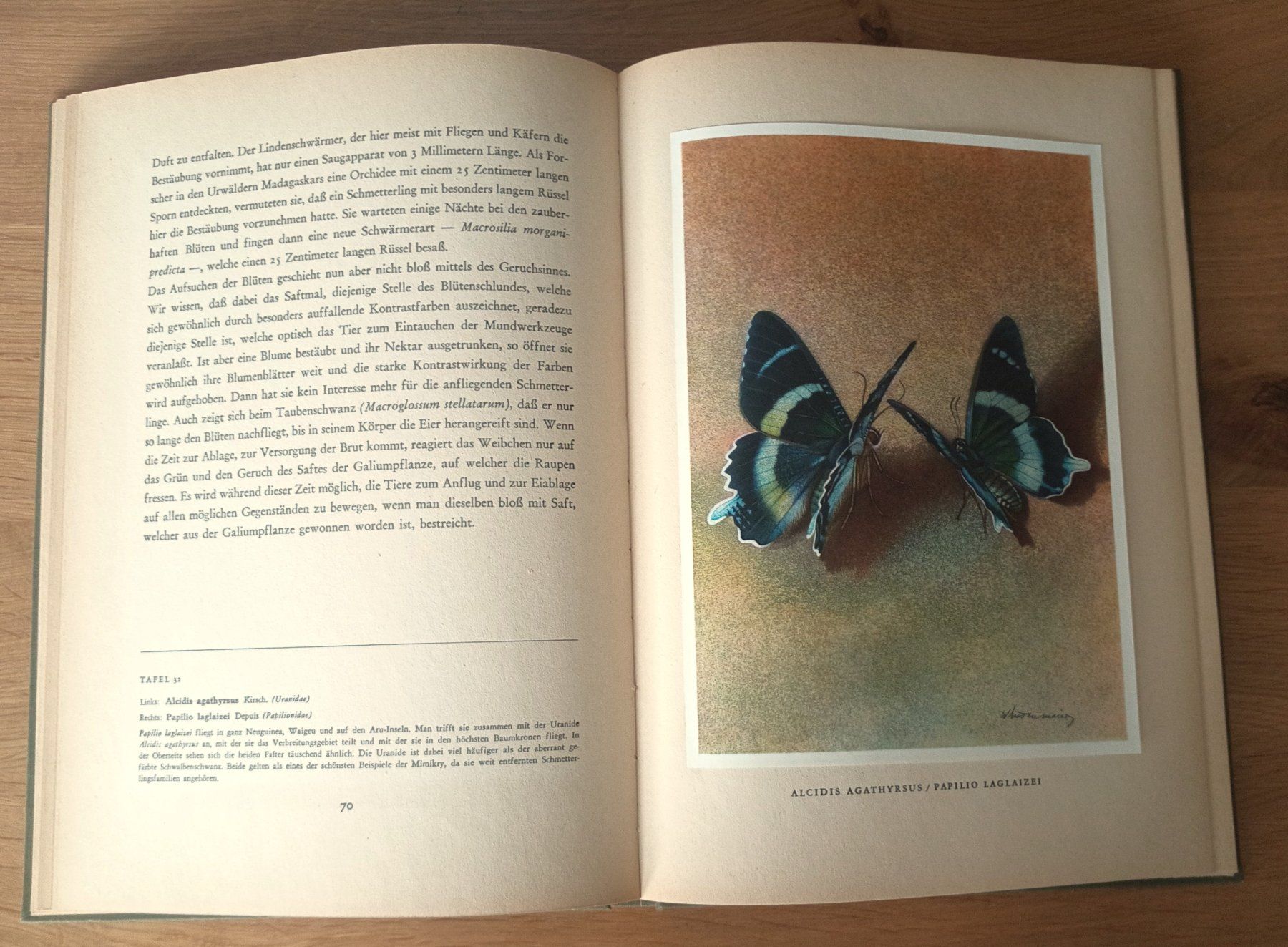 Libri: Tropische Schmetterlinge – Usato da Schwarzenburg venduto da Miri13 3
