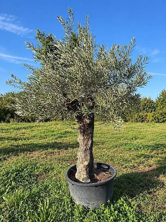Piante & sementi: Olivenbaum "Olea Europea 7 "Winterhart" – Nuovo e nell'imballaggio originale da Zuckenriet venduto da Thur_Plant 2