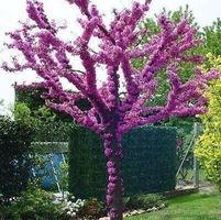 Arbre de Judée  20cm