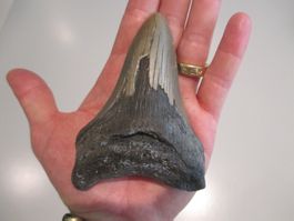 StarRecordsGmbH: Megalodon-Zahn / 11,2 cm / mit Zertifikat