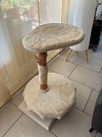 Katzenbaum