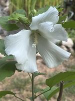 Hibiskus Eibisch weiss im Topf, ca 120 cm, winterhart 