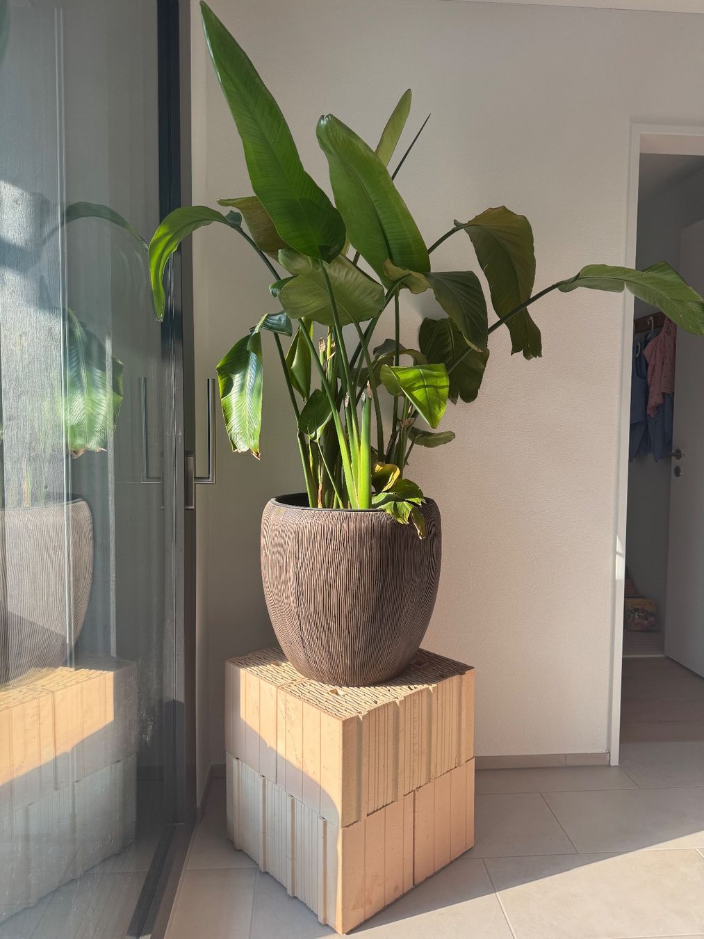Plantes & graines: Zimmerpflanze inkl. Topf – D'occasion à Kleinandelfingen par philippkaegi