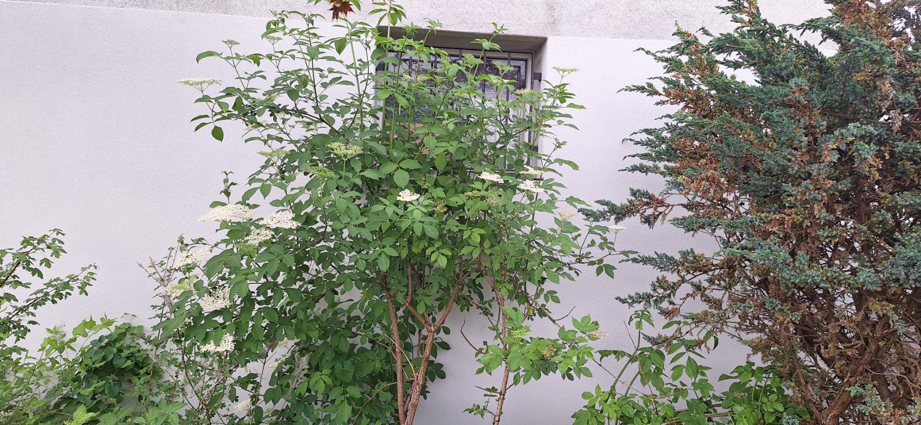 Piante & sementi: Holunder Baum mit Wurzeln – Usato da Luzern venduto da silber_raritaeten 2