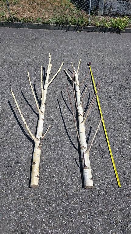 Articoli in legno: 2 Birkenstämme ca. 233 cm für Deko oder Garderobe – Usato da Dornach venduto da IP5