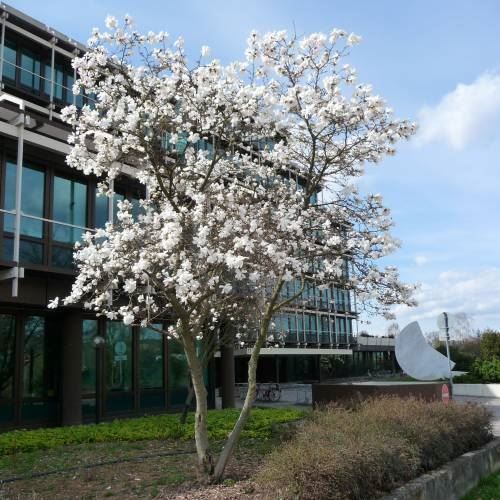 Piante & sementi: Magnolia étoilé   20cm – Nuovo (secondo la descrizione) da Bremblens venduto da FIBONACCI369 2