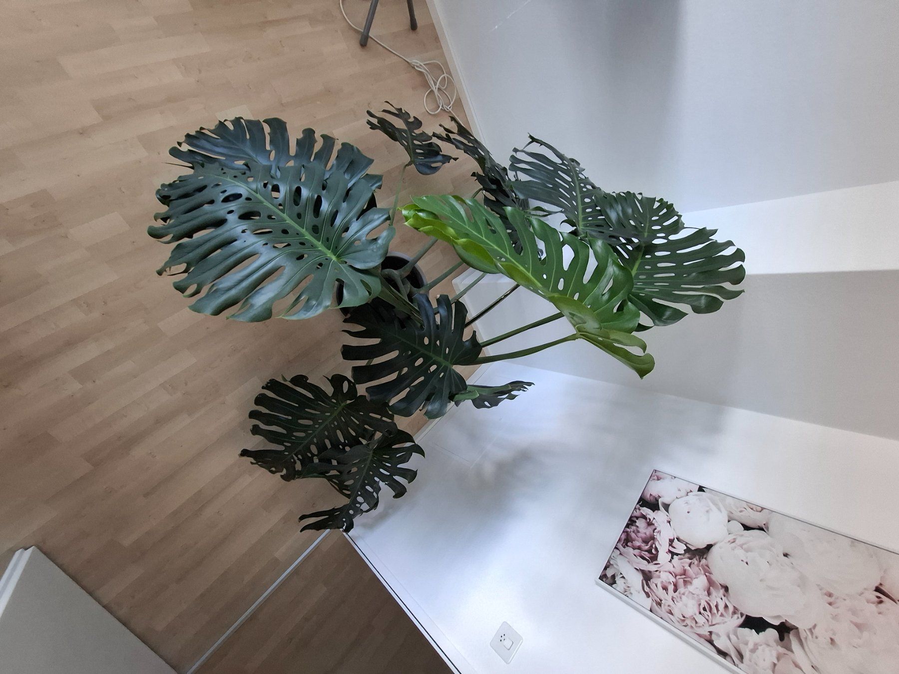 Pflanzen & Samen: echte Monstera Pflanze – Gebraucht aus Neuenhof von summer_25 3