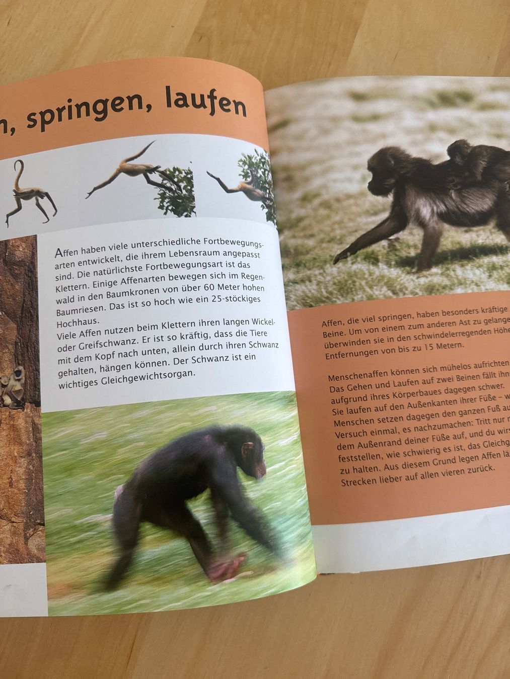 Libri: Mein grosses Buch der Affen – Usato da Goldach venduto da Hibiskus23 2