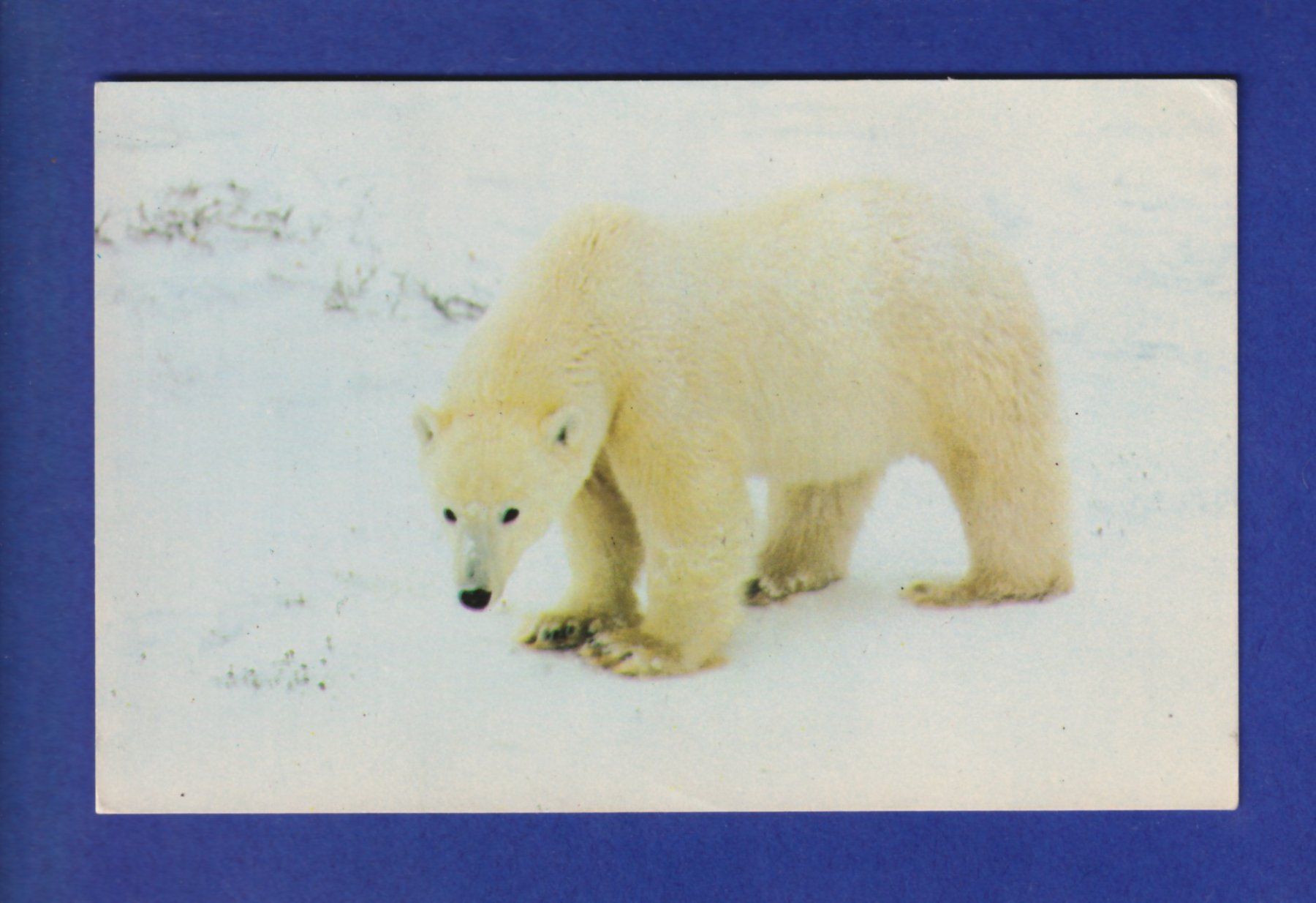 Cartoline postali: OURS POLAIRE – Usato da Pully venduto da nicecards-shop