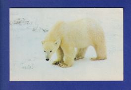 OURS POLAIRE