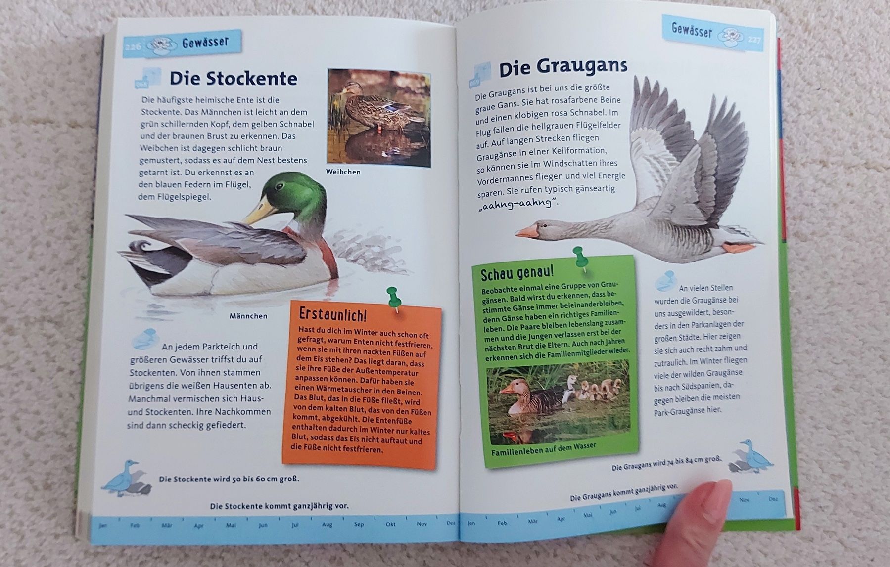 Libri: Kinderbuch "Tier- und Pflanzenführer" – Nuovo (secondo la descrizione) da Wabern venduto da Irakene 6