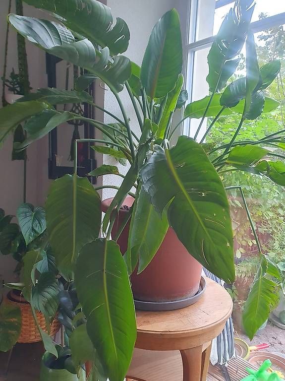 Plantes & graines: Grosse strelitzie  – D'occasion à Olten par stritten 1