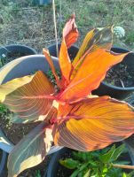 Canna indica DURBAN  (spectaculaire)  ENVOIS GRATUIT