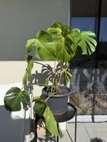 Monstera Ableger Zimmerpflanze im Kunststofftopf