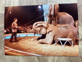 Circus Knie Foto 1984