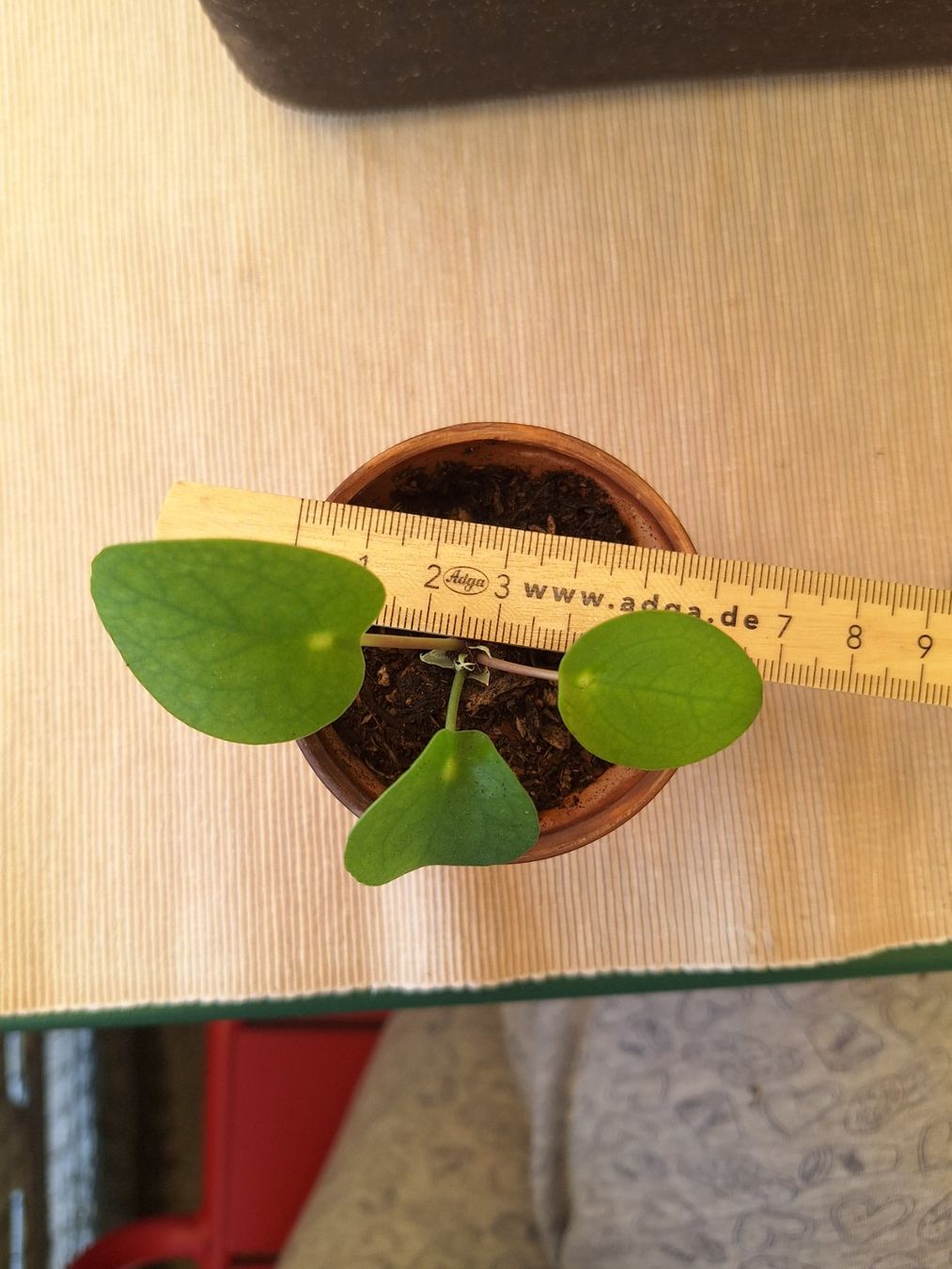Piante & sementi: Pilea Peperomioides, Ufopflanze – Usato da Zürich venduto da riswa67 2