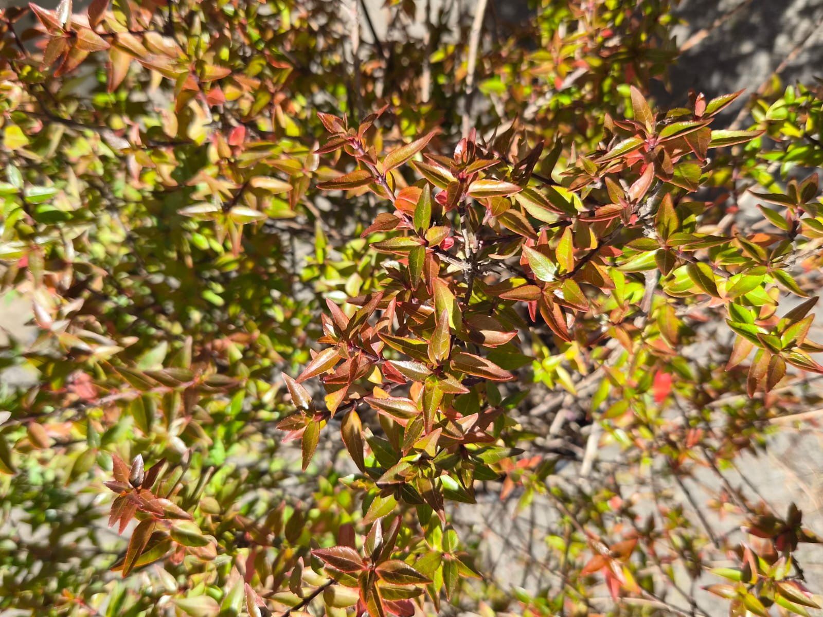Pflanzen & Samen: wunderschöne Abelia grandiflora 'Compacta' Pflanze – Gebraucht aus Forch von WeberC 2