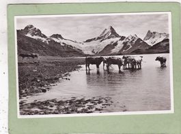 Bachalpsee mit Wetterhorn Kühe